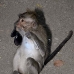 monkey_macaque_balinese_mf_ubud_v_1398_bal5119.jpg